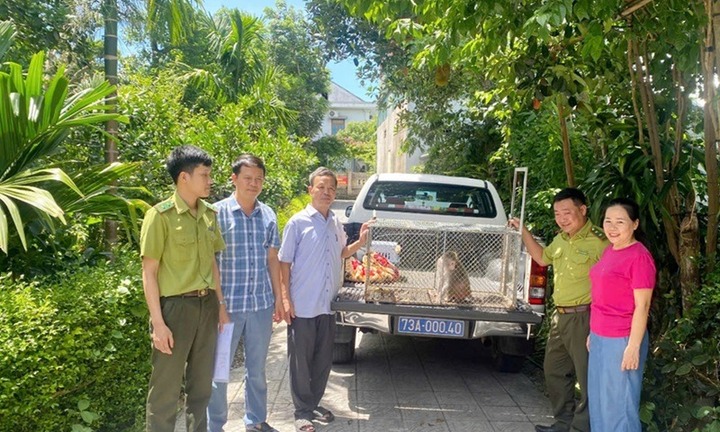 Người dân giao nộp khỉ vàng, cu li nhỏ để cứu hộ tại VQG Phong Nha-Kẻ Bàng
