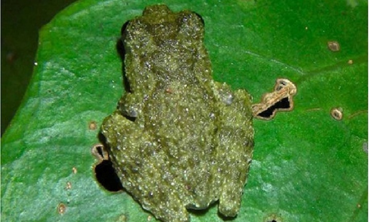 Khám phá sinh vật