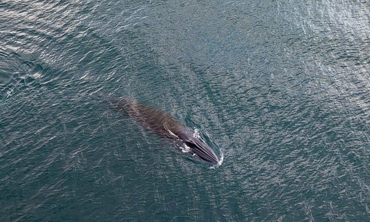 Tin tức thời sự hôm nay (27/6): Cá voi dài 10 m săn mồi gần bờ biển Quy Nhơn