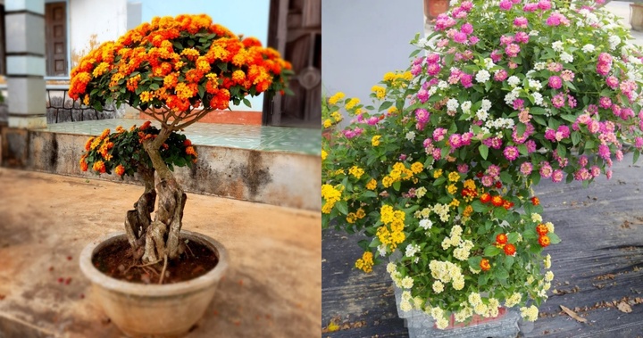 Loài hoa mọc dại ven đường không ai ngó nay lên chậu thành bonsai đắt tiền, ai cũng muốn sở hữu
