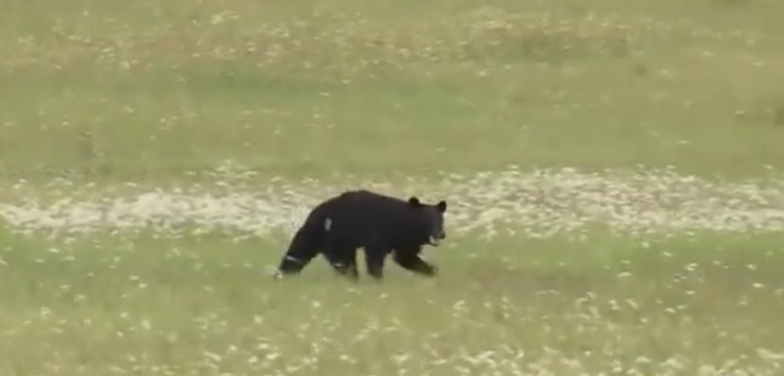 Clip: Con vật đen sì 