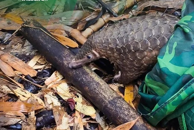 Tái thả 12 con vật quý hiếm