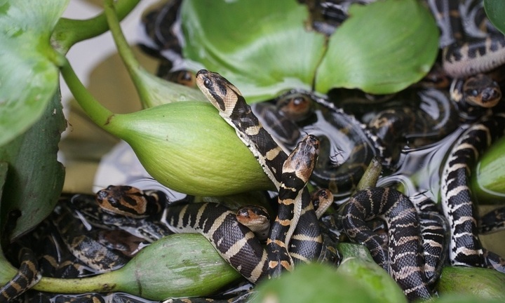 Bán vàng cưới mẹ chồng cho đầu tư nuôi loài da trơn 