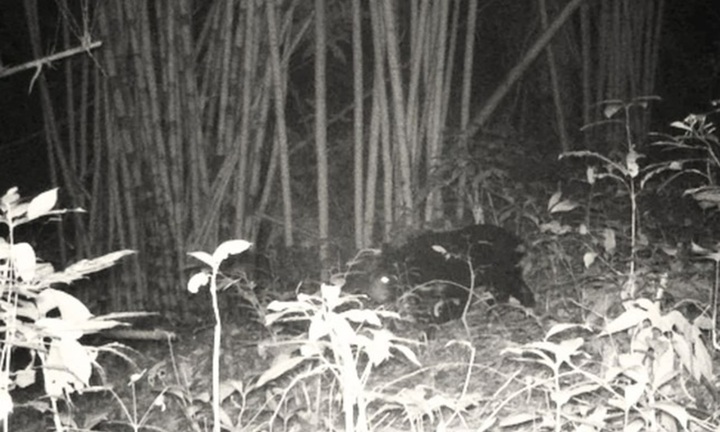 Phát hiện con vật 