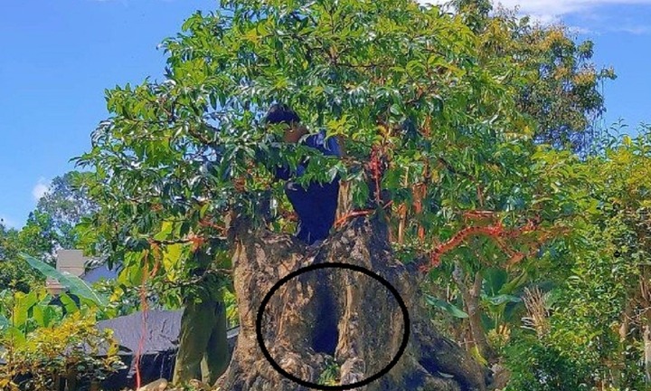 Ngắm nhìn loại cây cổ tích nay lên chậu thành bonsai tỏa mùi thơm nức mũi, có cây đến 2 tỷ đồng