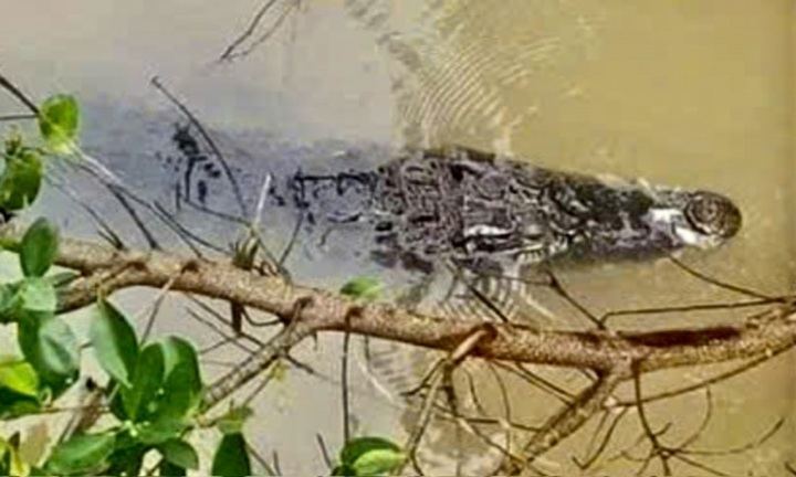 Cảnh báo: Nghi xuất hiện cá sấu trên kênh ở Tây Ninh, tuyệt đối cấm trẻ em bơi lội