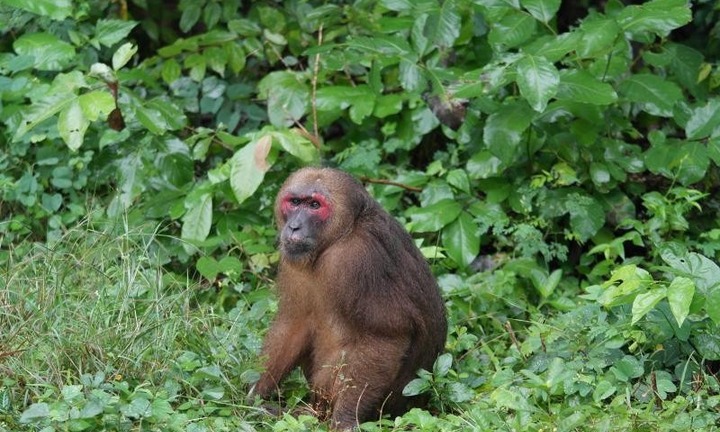 Người dân giao nộp con vật nặng 9kg,