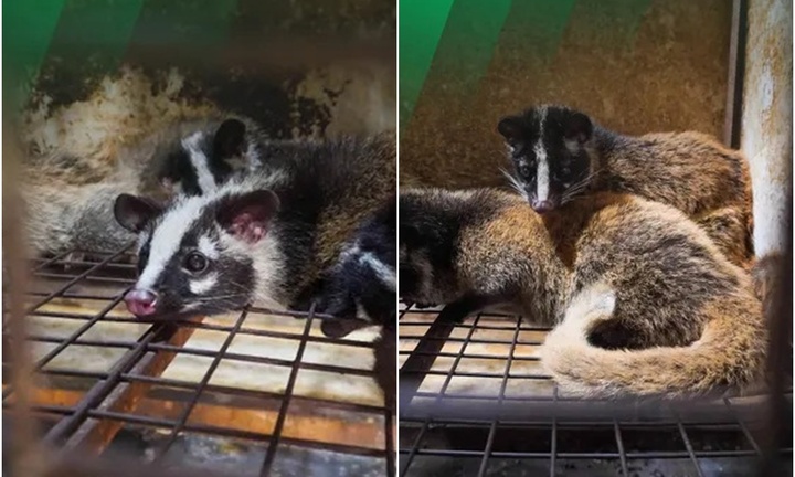 Tái thả 6 cá thể cầy vòi mốc quý hiếm về vườn Quốc gia Vũ Quang