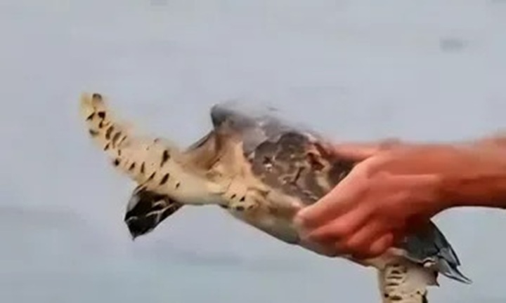 Chạm mặt động vật quý hiếm nằm trong Sách Đỏ, 2 người đàn ông làm điều không ai ngờ tới