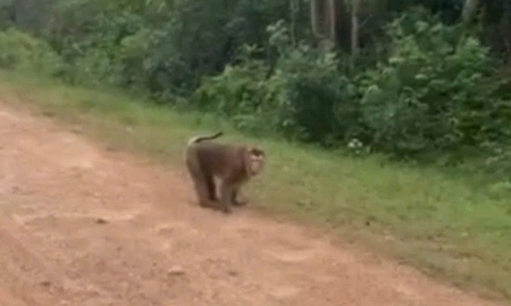 Bé gái 10 tuổi ở Quảng Trị bị khỉ tấn công gây thương tích, người dân lo lắng