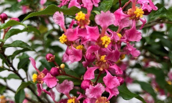 Cây dại nở hoa thơm lừng hóa kiệt tác bonsai đẹp mắt, có cây giá 200 triệu đồng