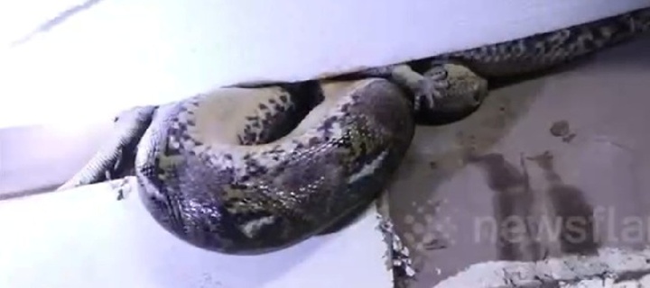 Clip: Người dân phát hiện cảnh tượng