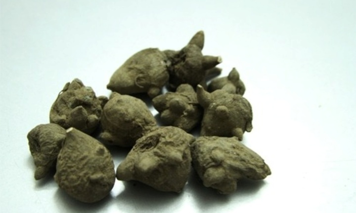 Người phụ nữ nhập viện sau khi ăn cháo tự nấu, có chứa 2 củ ấu tẩu