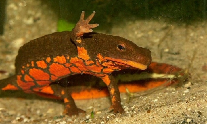 Giả mã loại cá quý hiếm bậc nhất thế giới, sống cả trên cạn và dưới nước, chỉ tìm thấy ở Việt Nam