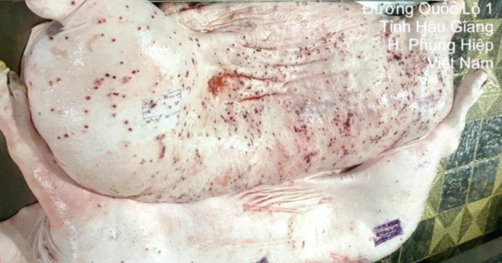 Vụ Công ty C.P. bị tố bán heo bệnh: Bộ Công an điều tra động cơ phát tán vụ việc