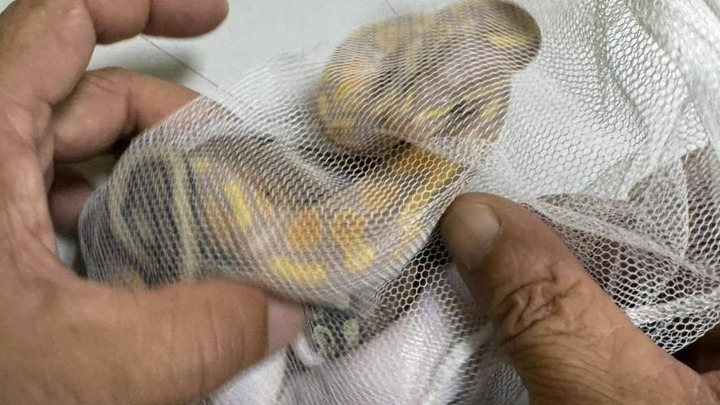 Người đàn ông bị bắt giữ vì giấu 3 con trăn trong quần, định mang lên máy bay