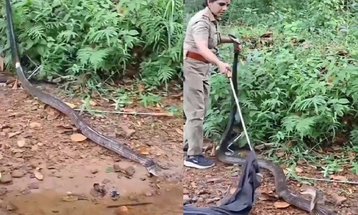 Clip: Khâm phục người phụ nữ bắt sống rắn hổ mang chúa khổng lồ dài gần 5 mét