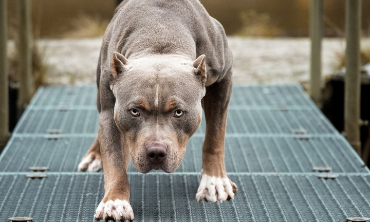 Thương tâm: Chó Pitbull nhà nuôi bất ngờ