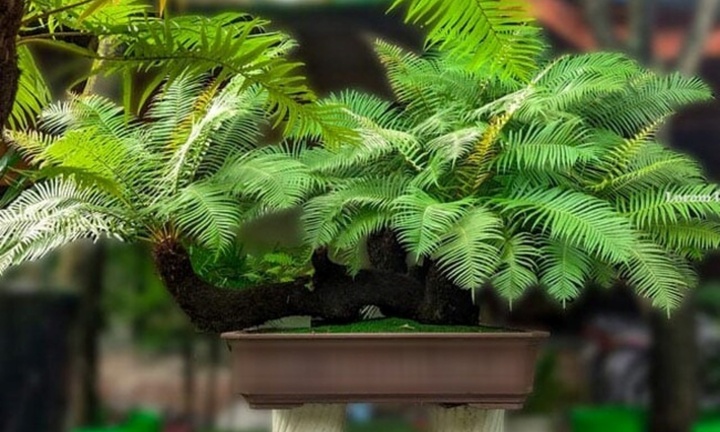 Loại cây mọc dại trong rừng lên chậu thành bonsai độc đáo, giá 10 triệu/cây vẫn được 