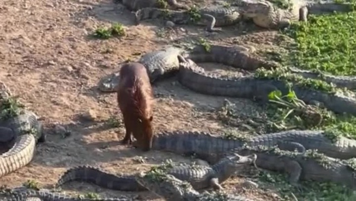 Clip: Capybara có hành động gây 