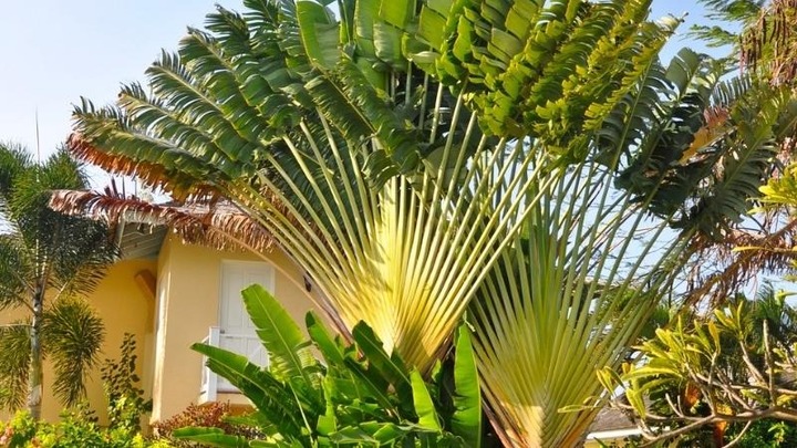 Cây chuối rẻ quạt có ý nghĩa phong thủy gì?