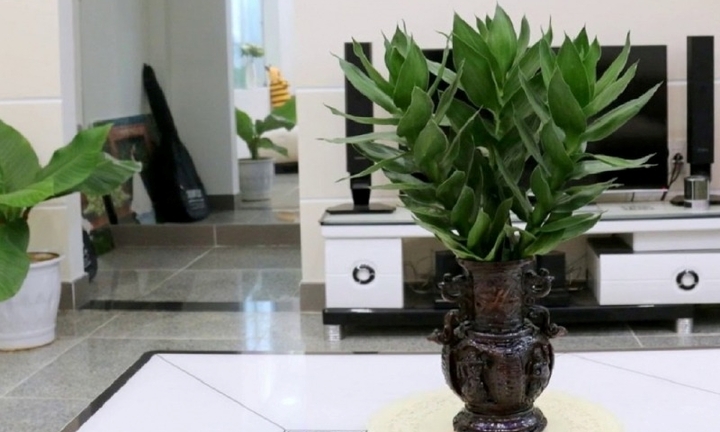 Cây phát tài búp sen là cây gì?