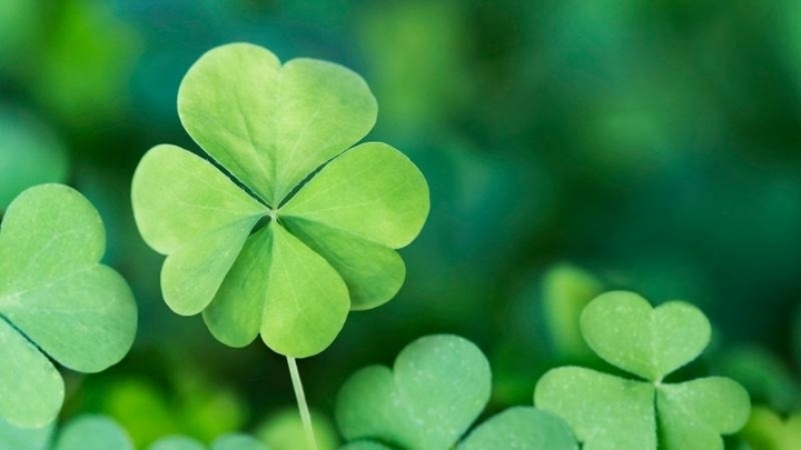 Ý nghĩa của cỏ 4 lá trong phong thủy