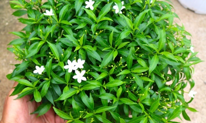 Cây mai vạn phúc trồng trong nhà được không?