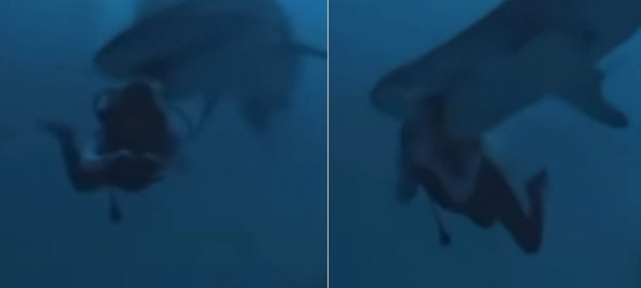 Clip: Đang khám phá đáy biển Maldives, thợ lặn bất ngờ bị cá mập cắn vào đầu