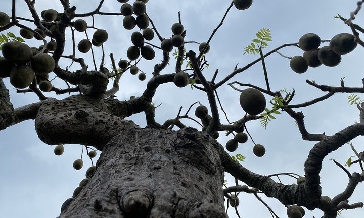 Loại cây có nhiều ở vườn quê lên chậu thành 