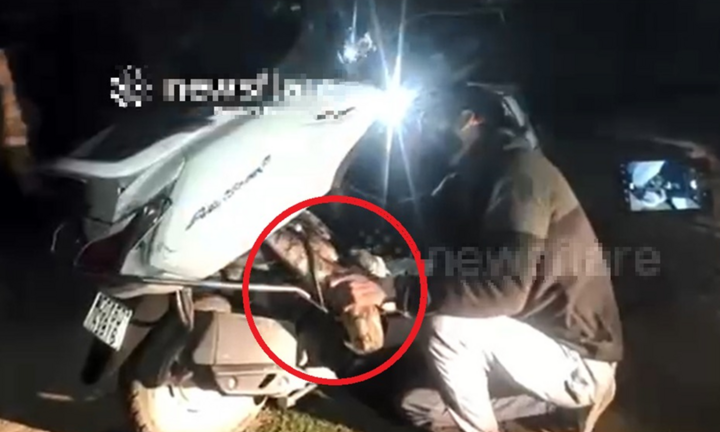 Đi dạo lúc nửa đêm, người dân “không nói nên lời” khi gặp con vật đáng sợ nặng 15kg trốn trong xe máy