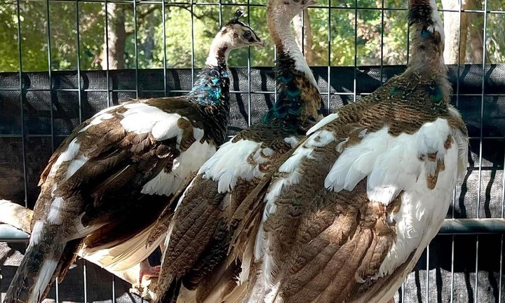 Bỏ nuôi gà Đông Tảo, 8X Cần Thơ 