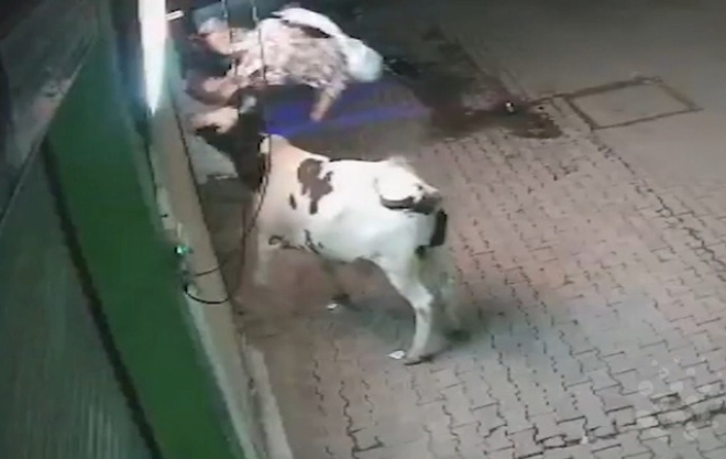 Clip: Đi bộ một mình về nhà, người phụ nữ bị bò 