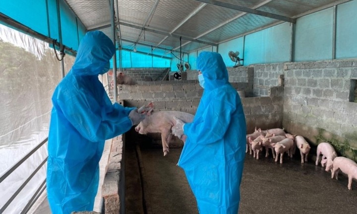 Cả nước ghi nhận 248 ổ dịch tả lợn châu Phi tại 20/34 tỉnh thành