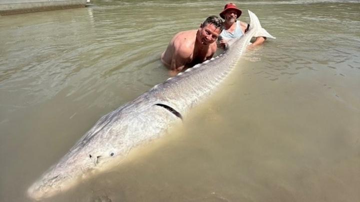 Choáng váng trước chú cá tầm khổng lồ nặng 317kg dài hơn 3m, ước tính lên tới 140 tuổi