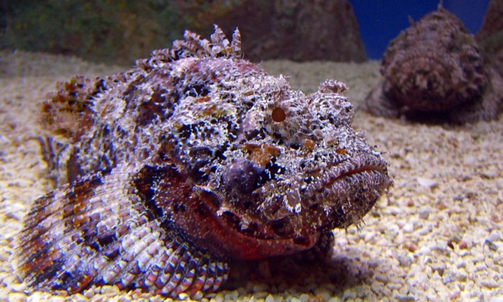 Loài cá hình thù 