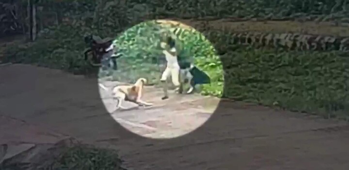 Clip: Bé gái 3 tuổi bị đàn chó dữ lao vào tấn công kinh hoàng khi đi một mình trên đường