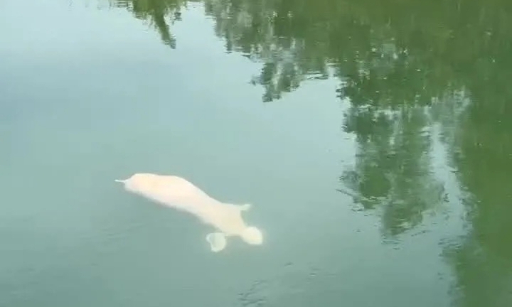 Phát hiện nhiều xác heo chết bị vứt trôi nổi trên kênh Phú Ninh ở Đà Nẵng