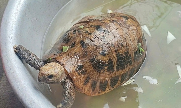 Phát hiện con vật quý hiếm, có tên trong sách Đỏ Việt Nam bò vào nhà, người đàn ông báo ngay kiểm lâm