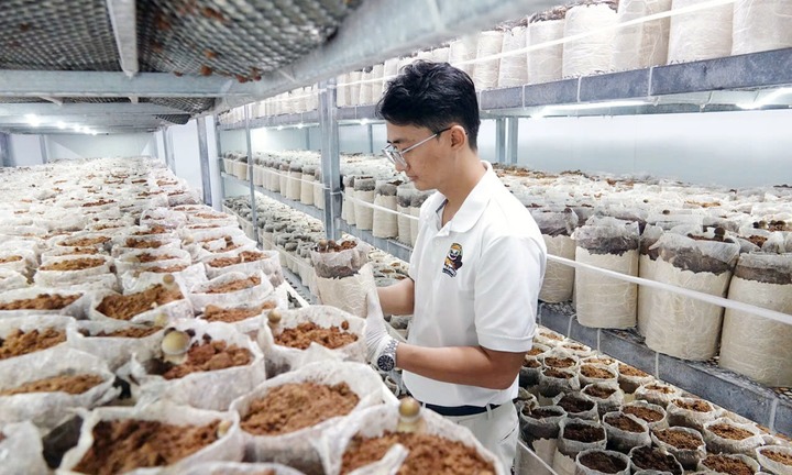 Bỏ việc lương nghìn đô về quê trồng cây 