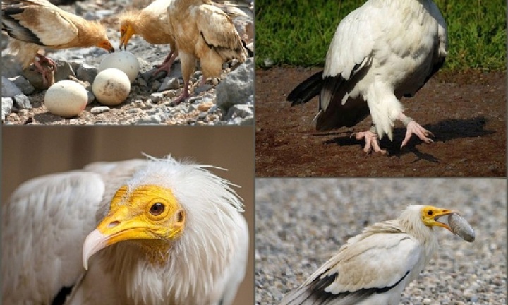 Loài chim quý hiếm tưởng tuyệt chủng 153 năm bất ngờ 