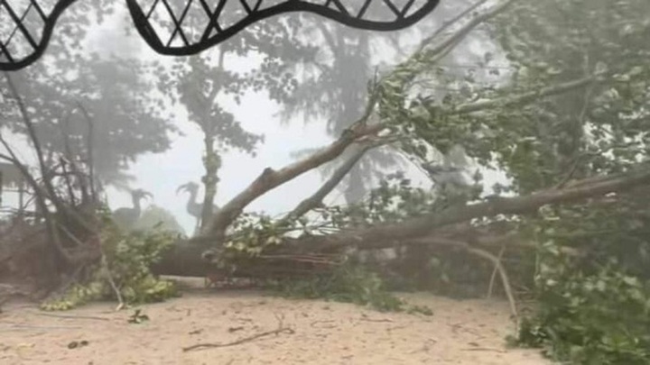 Clip: Khoảnh khắc cây xanh bất ngờ bật gốc trong cơn mưa lớn, đè người phụ nữ tử vong