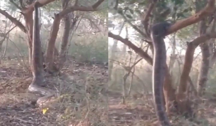 Clip: Nổi da gà bắt gặp cảnh 