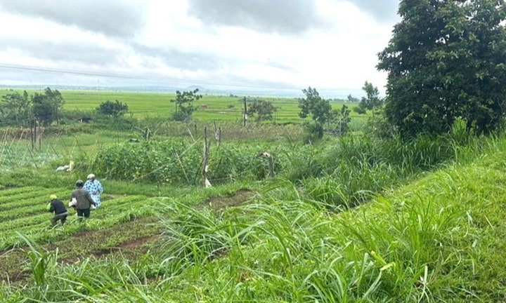 Đi làm ruộng lúc mưa gió, người phụ nữ ở Gia lai bị cây đổ đè tử vong