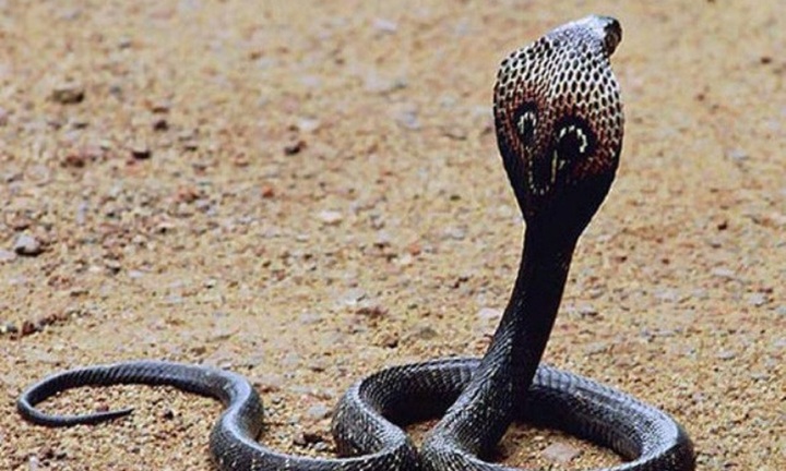 Suýt mất mạng vì một sai lầm sau khi bị rắn cắn