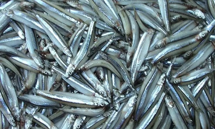 Loại cá giàu canxi hơn cá hồi, giá rẻ bất ngờ tại chợ Việt