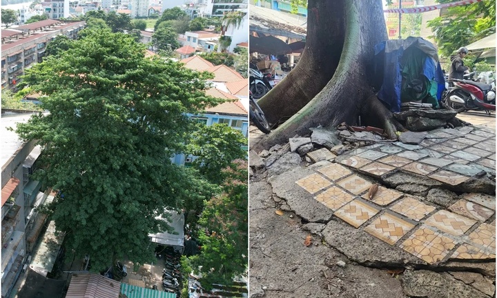 Clip: Cây gòn bật gốc, nền đất bị xé toạc lộ nhiều khe nứt, uy hiếp nhà dân ở TP.HCM