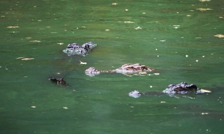 Cà Mau: Truy tìm con cá sấu xuất hiện dưới Kênh Hội