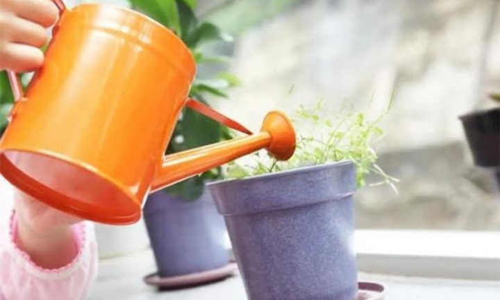 Dùng nước vo gạo để tưới hoa, cần để bao nhiêu ngày là tốt nhất