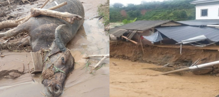 Sơn La: Mưa lũ làm 2 người chết, 2 người mất tích và hàng chục căn nhà bị sập